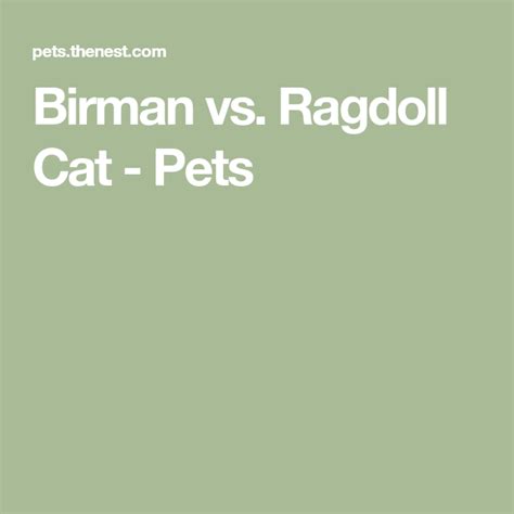 Birman Vs Ragdoll Cat Ragdoll Cat Ragdoll Cats