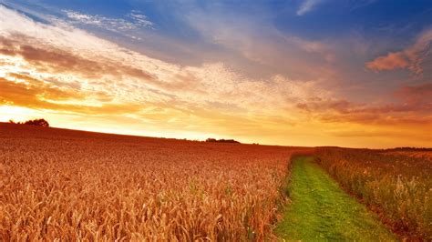 壁紙 麦畑、日没、パス 2560x1600 Hd 無料のデスクトップの背景 画像