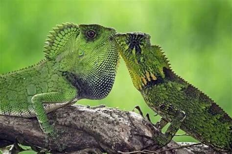 Animals that Mate for Life - My Animals