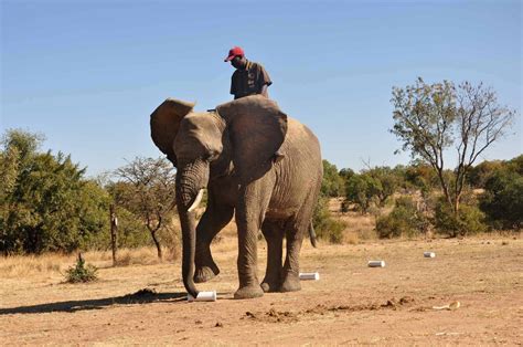 How African Elephants Amazing Sense Of Smell Could Save Lives