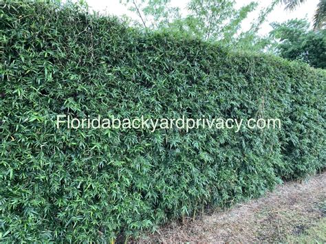 Top 5 Fast Growing Privacy Plants To Use In Your Florida Backyard