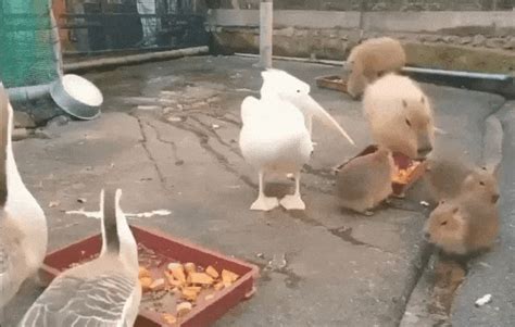 Heres A Gallery Of Pelicans Trying To Eat Animals Other Than Fish Enjoy