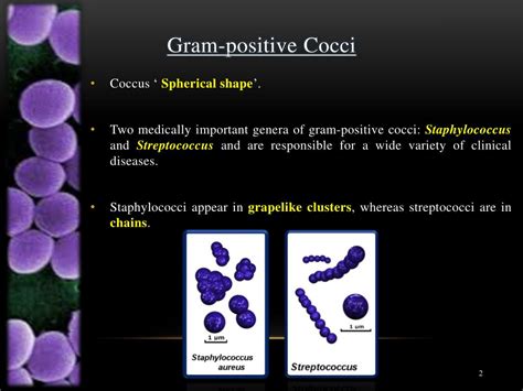 Ppt Gram Positive Cocci Staphylococci ‘bunch Of Grapes
