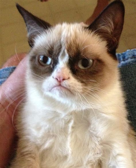 Meet Tard The Grumpy Cat 10 Pics Video Amazing