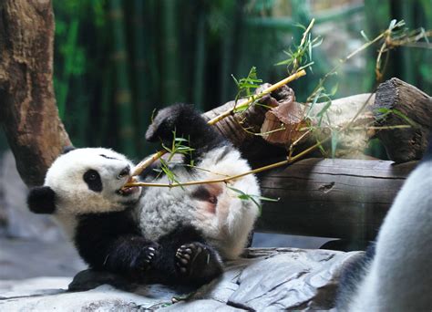 Global Warming Expected To Drastically Reduce Giant Panda Habitat Cbs