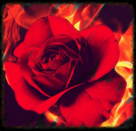 A Red Rose With Flames In The Background