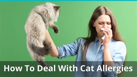 Cat Allergies 101 What Are They Causes And Treatments