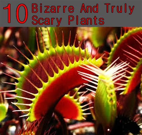 Top 10 Bizarre And Truly Scary Plants You Never Knew Existed 1