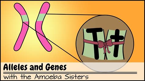 Alleles, genotypes, and monohybrid crosses. The Amoeba Sisters — Passive transport GIF created by the Amoeba...