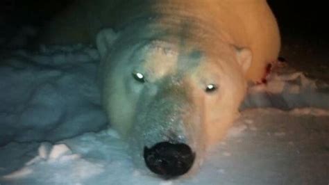 Petition · Stop The Hunting Of Polar Bears In Canada And Trading Of