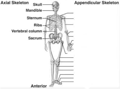 Appendicular Skeleton Labeling Diagram Quizlet
