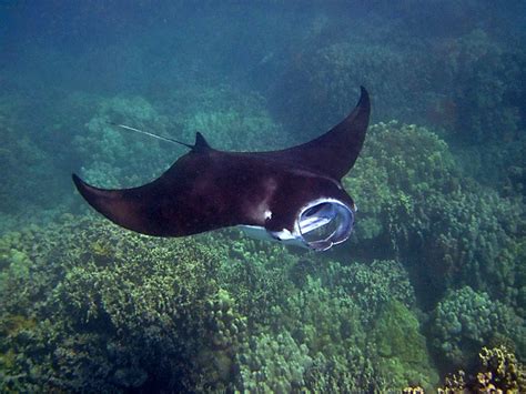Facts And Information About Manta Ray