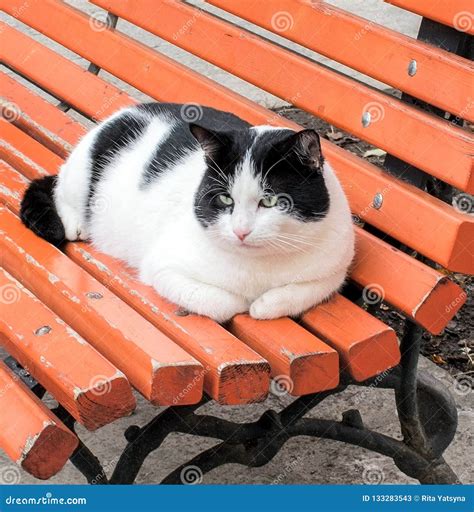 Venetian Cat On A Bench In The Park Stock Image Image Of Street
