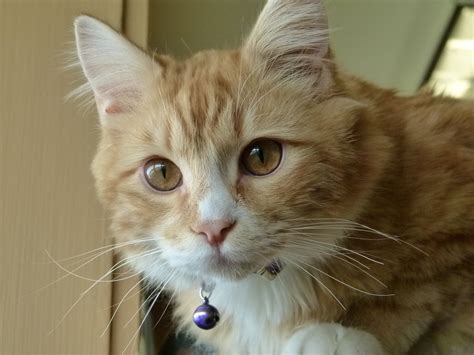 Fotos Gratis Naturaleza Animal Mascota Retrato Rojo Gatito Gato