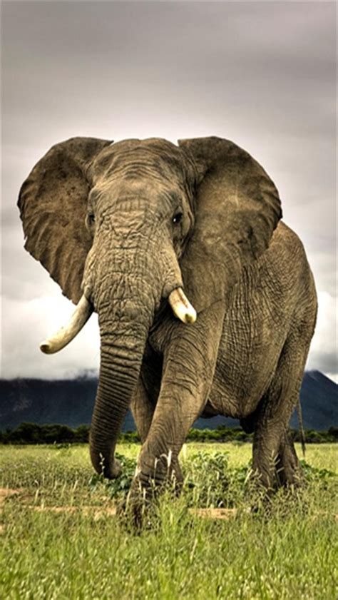 45 Elephant Iphone Wallpaper
