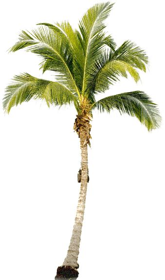 Collection Of Palmtree Hd Png Pluspng