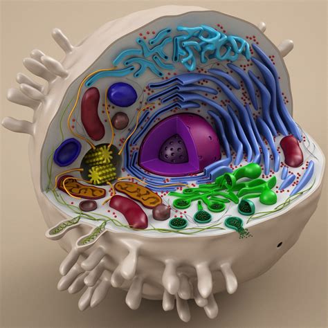 Cell Animal 3d Model Más 3d Animal Cell Project 3d Animal Cell Model