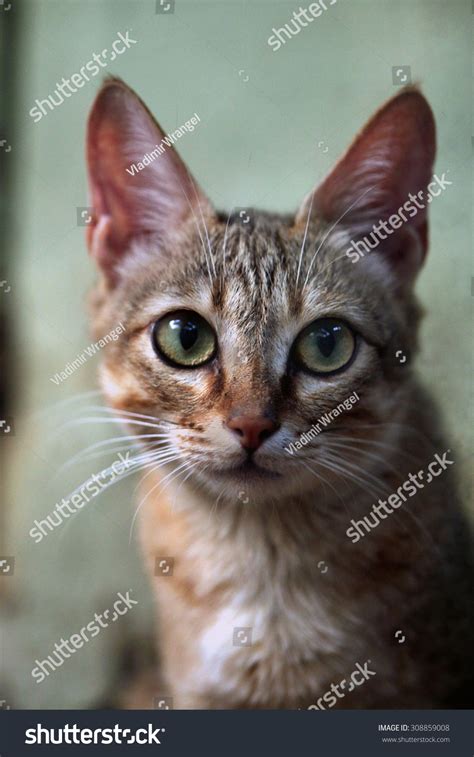 Arabian Wildcat Felis Silvestris Gordoni Known Stock Photo 308859008