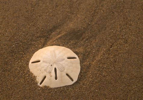 How To Keep Your Sand Dollar Alive Humans For Survival