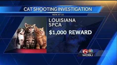 Feral Cat Shooting Investigation Youtube