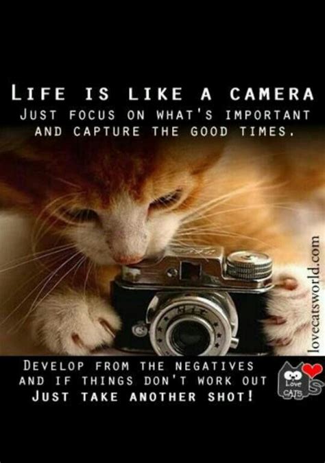 Pin By Courtney Boudreaux On Photography Cats Cat Photography Cute
