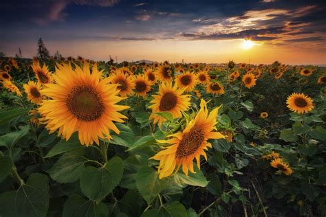 Sunflowers Follow Me On Facebook Sunflower Landscape Beautiful