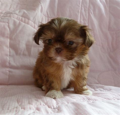 Shih apso information and pictures. Teacup Shih Tzu Brown | Puppies, Shih tzu, Teacup shih tzu