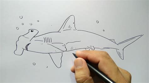 gambar sketsa hewan ikan hiu gambar ikan hd