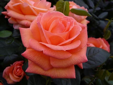 Rose Lady Marmalade Floribunda Order Online From Ashwood Nurseries