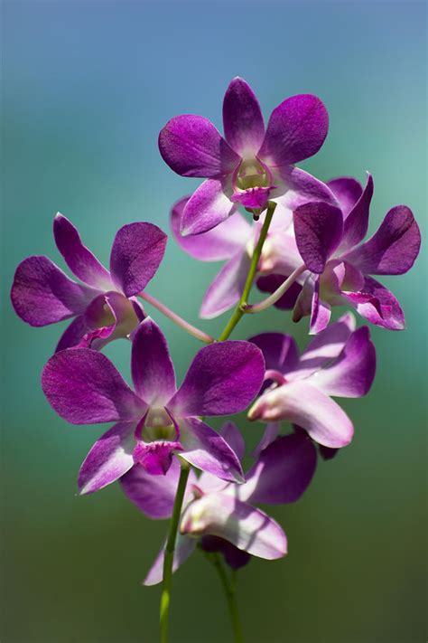 purple dendrobium orchid photograph by zina stromberg fine art america