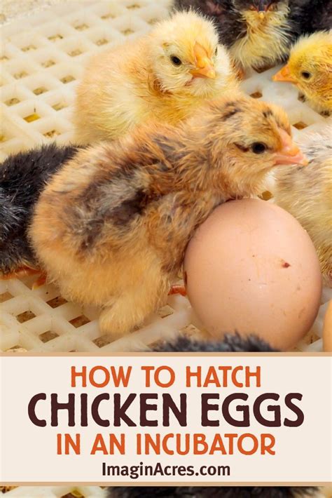 Incubating Eggs How To Hatch Chicken Eggs Using An Incubator
