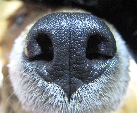 Up Dog Dog Id Animal Noses Wolf Eyes Nose Drawing Bird Masks Dog