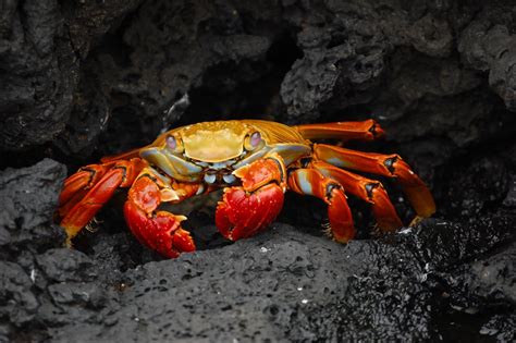 Crab Free Stock Photo Public Domain Pictures