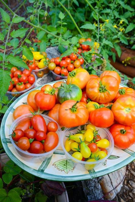 How To Grow Perfect Peppers And Tomatoes In A 5 Gallon