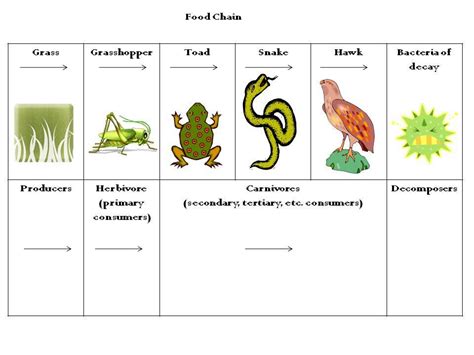 Maybe you would like to learn more about one of these? Ecosystems in Action: Food Chain Example