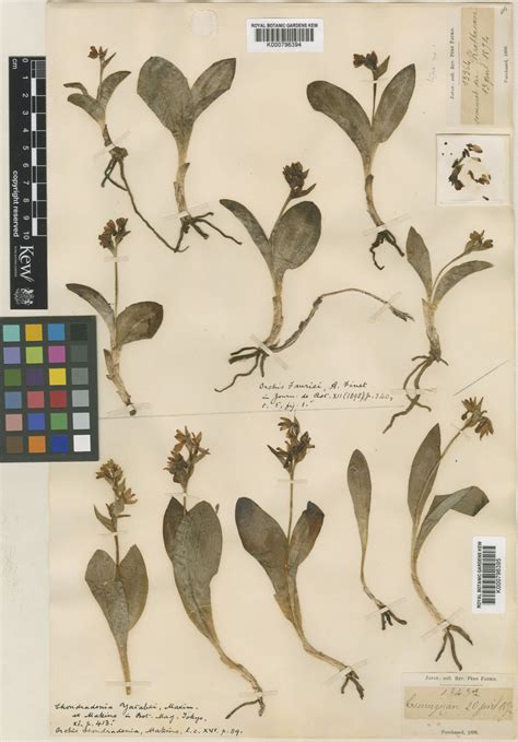 Galearis Fauriei Finet Pfhunt Plants Of The World Online Kew