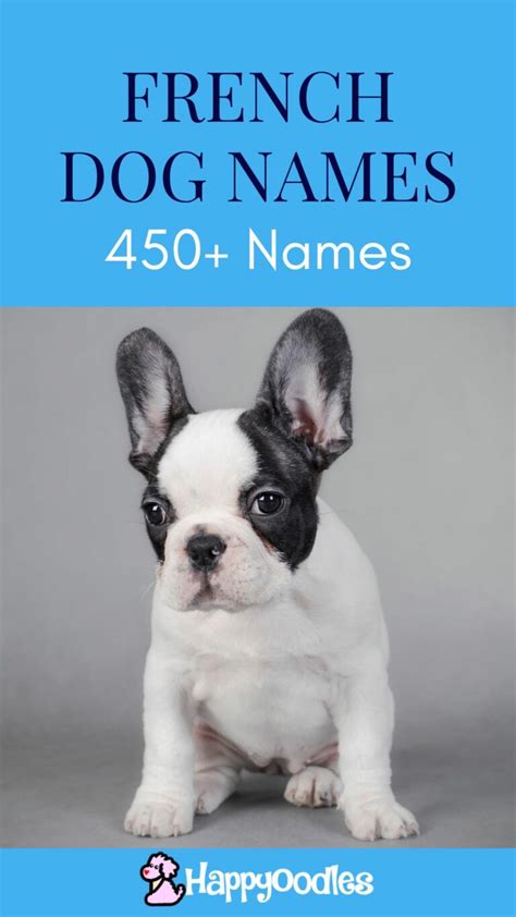 475 Best French Dog Names Ideas With Meanings Happy Oodles