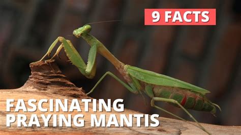 Praying Mantis Facts 9 Fascinating Facts About Praying Mantis
