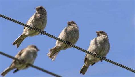 City Birds Angrier More Aggressive Than Rural Birds Environment News Zee News