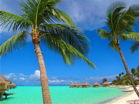 Beach Beautiful Exotic Palm Tree Image 600545 On