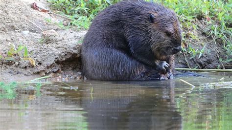 Adorable Beaver Eating And Bathing Youtube