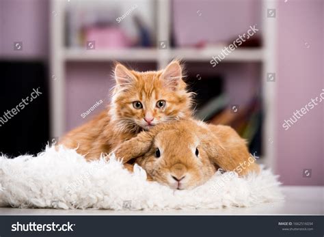 Cute Kittens And Bunnies