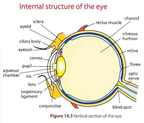 The Human Eye Diagram Quizlet