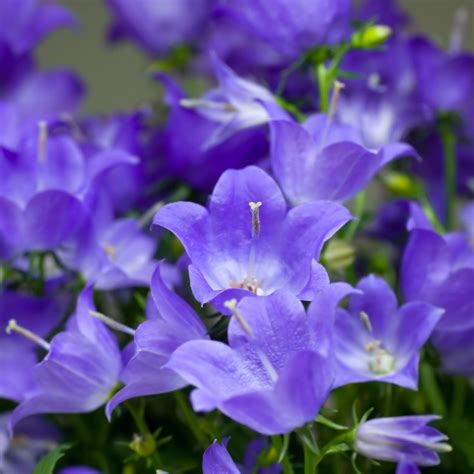 Campanula Carpatica Blaue Clips Klokjesbloem Vaste Tuinplanten