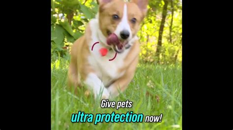 In addition, they are environmentally friendly. Pet Insect Repellent - YouTube