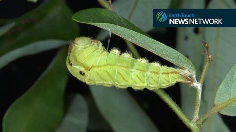 Caterpillar Transforms Into A Chrysalis Butterfly Species