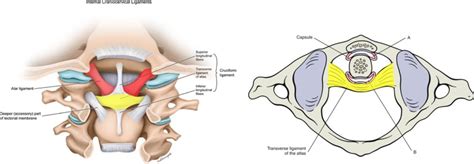 Ci The Anterior Atlanto Occipital Ligament