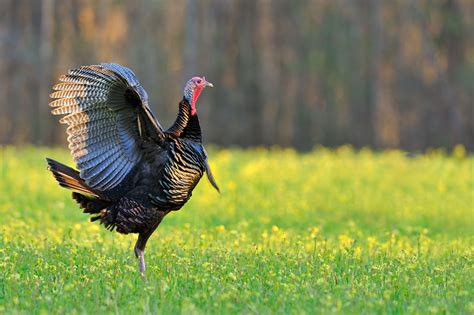 Daily Rituals Of The Wild Turkey The National Wild Turkey Federation