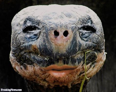 Human Faced Animals Pictures Freaking News Giant Tortoise Turtle