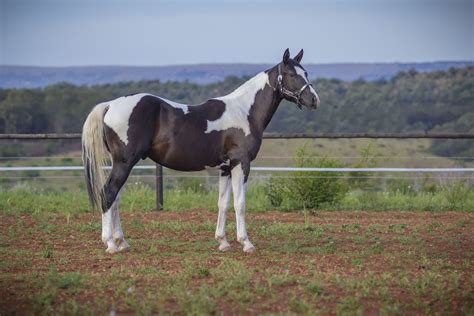 Stallion Geldings Uniquine Quarter Horse Stud Tiegerpoort